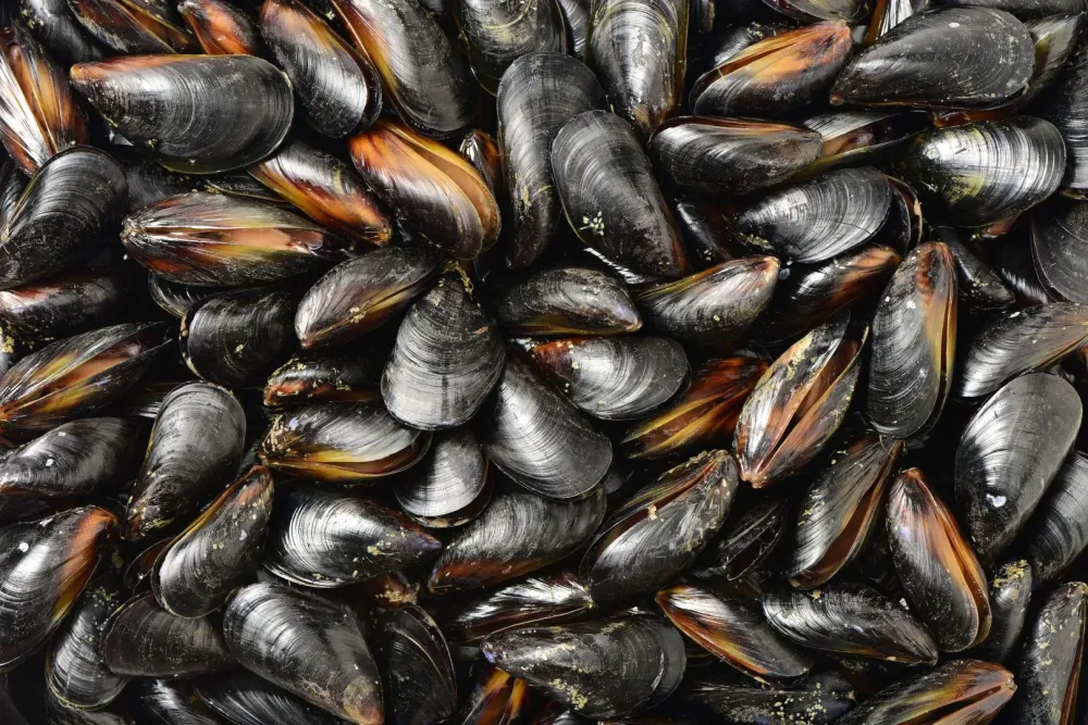 Moules de tamaris