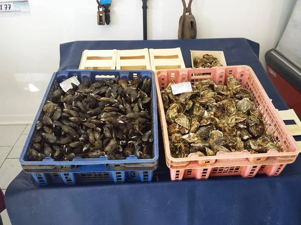 Huitre et moule pierre et le loup